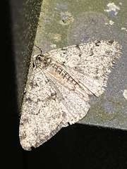 Phigalia strigataria