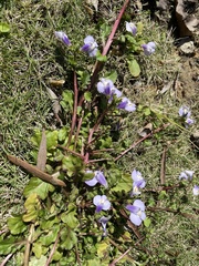 Mazus fauriei