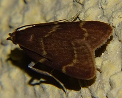 Aglossa