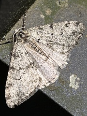 Phigalia strigataria