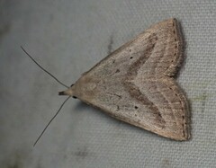 Macrochilo hypocritalis