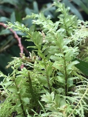 Plagiomnium venustum