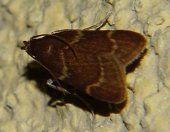 Aglossa