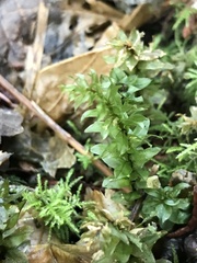 Plagiomnium venustum