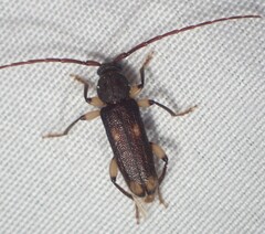 Tylonotus bimaculatus