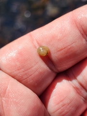 Sphaerium occidentale