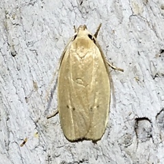 Antaeotricha osseella