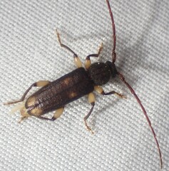 Tylonotus bimaculatus