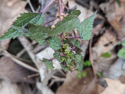 Heartleaf nettle (Urtica chamaedryoides)