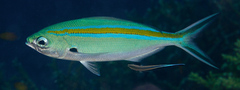 Caesio caerulaurea