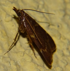 Aglossa