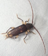 Tylonotus bimaculatus