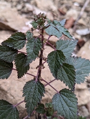 Urtica chamaedryoides