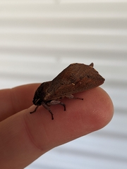 Elhamma australasiae