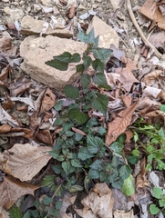 Urtica chamaedryoides