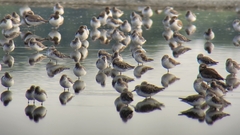 Calidris falcinellus