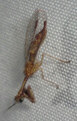 Leptomantispa pulchella