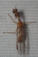 Leptomantispa pulchella