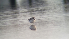 Calidris falcinellus