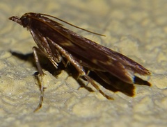 Aglossa