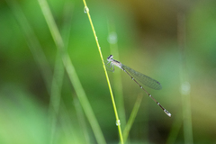 Nehalennia pallidula