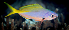 Caesio xanthonota
