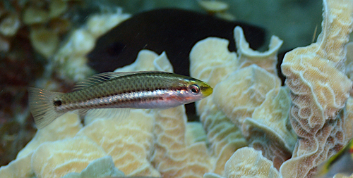 Social wrasse (Halichoeres socialis) — Labridae — 2
