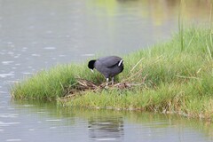 Fulica alai