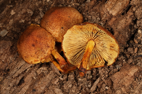 Agaricineae (Photo 3 of 4)
