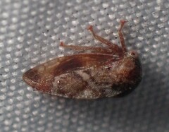 Cyrtolobus