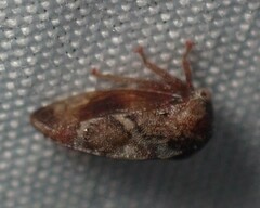 Cyrtolobus