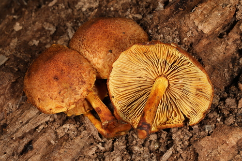 Agaricineae (Photo 4 of 4)