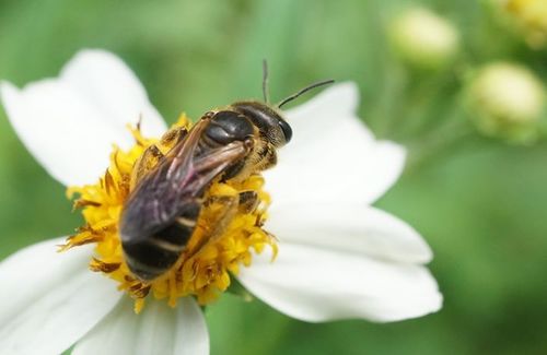 Poey's Furrow Bee photo 5