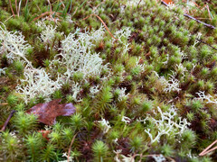 Polytrichum commune