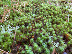 Polytrichum commune