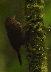 Premnoplex brunnescens