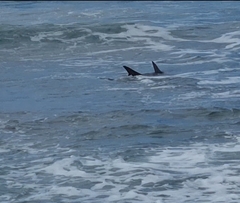 Carcharhinus brachyurus