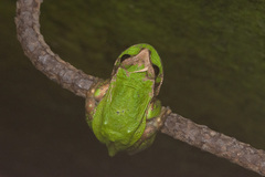 Gastrotheca riobambae