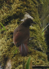 Xiphocolaptes promeropirhynchus