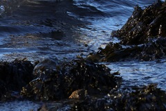Fucus vesiculosus