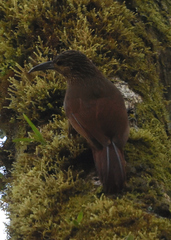 Xiphocolaptes promeropirhynchus