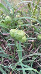 Physalis longifolia