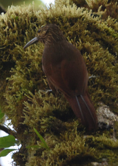 Xiphocolaptes promeropirhynchus