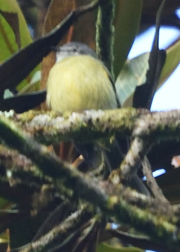 Plumbeous-crowned Tyrannulet (Phyllomyias plumbeiceps)
