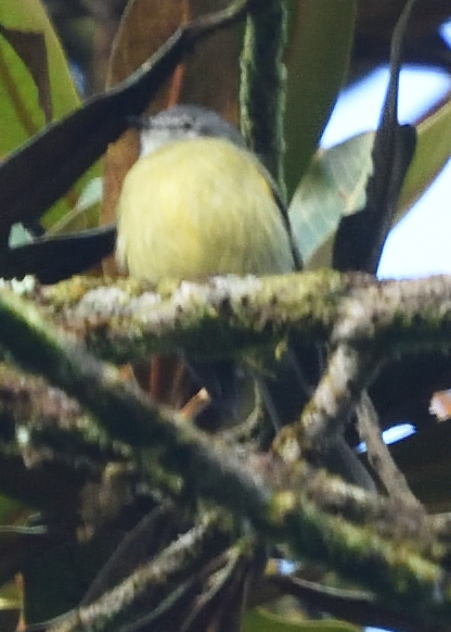 Plumbeous-crowned Tyrannulet (Phyllomyias plumbeiceps), photo 1