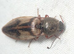 Stropenron hieroglyphica