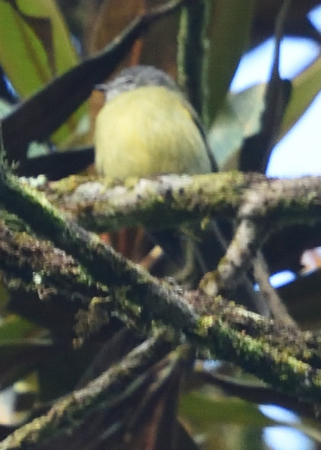 Plumbeous-crowned Tyrannulet (Phyllomyias plumbeiceps), photo 2