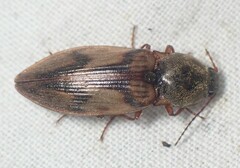 Stropenron hieroglyphica