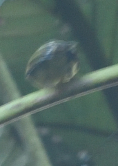 Pogonotriccus poecilotis