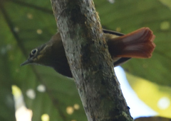 Anabacerthia striaticollis